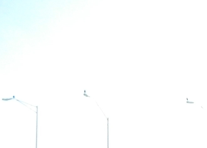 Birds!